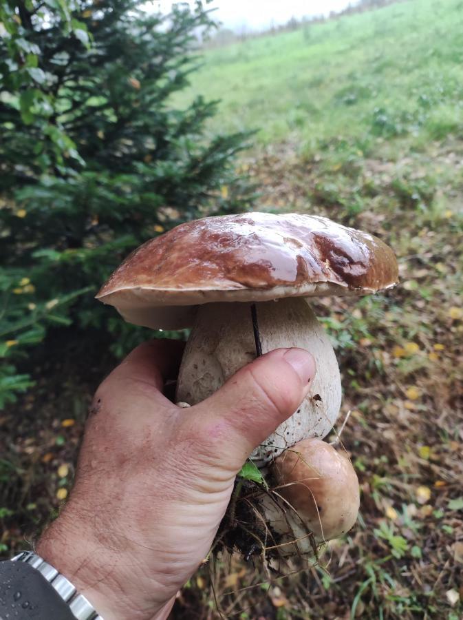 Rezydencja Bukowy Dwor Czarna  Luaran gambar
